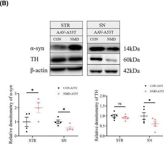 Fig.7.B showing Western Blotting in a Mus musculus (House mouse) sample from the publication: Neonatal stress disrupts the glymphatic system development and increases the susceptibility to Parkinson's disease in later life.