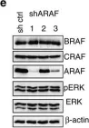 Fig.6.E showing Western Blotting from the publication: RAF proteins exert both specific and compensatory functions during tumour progression of NRAS-driven melanoma.