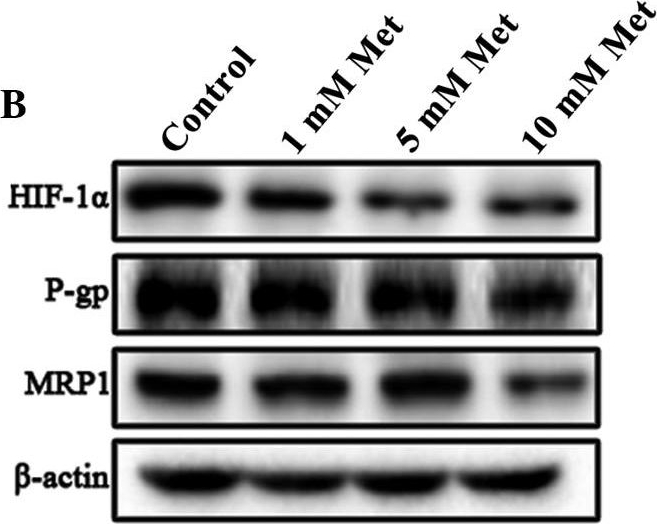 Fig.5.B showing Western Blotting in a Homo sapiens (Human) sample from the publication: Metformin reverses multidrug resistance in human hepatocellular carcinoma Bel‑7402/5‑fluorouracil cells.