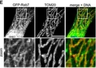 Fig.1.E showing Immunofluorescence in a Homo sapiens (Human) sample from the publication: Control of RAB7 activity and localization through the retromer-TBC1D5 complex enables RAB7-dependent mitophagy.