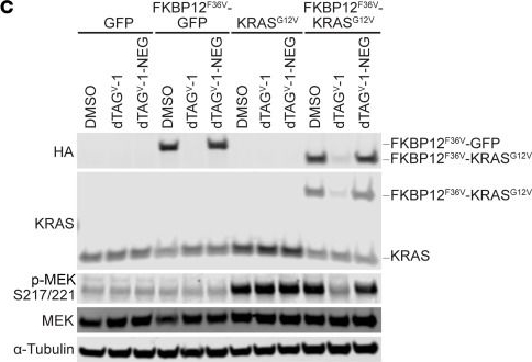 Fig.1.C showing Western Blotting in a Mus musculus (House mouse) sample from the publication: Targeted degradation of oncogenic KRASG12V triggers antitumor immunity in lung cancer models.