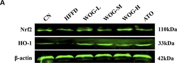 Fig.5.A showing Western Blotting from the publication: Wogonoside alleviates metabolic dysfunction-associated steatohepatitis by modulating AMPK and xCT/GPX4 pathways to restrain lipid dysregulation and ferroptosis.