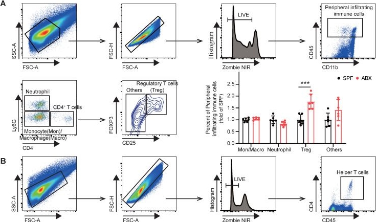Fig.2.A showing Flow cytometry/Cell sorting from the publication: Gut microbiota depletion accelerates hematoma resolution and neurological recovery after intracerebral hemorrhage via p-coumaric acid-promoted Treg differentiation.
