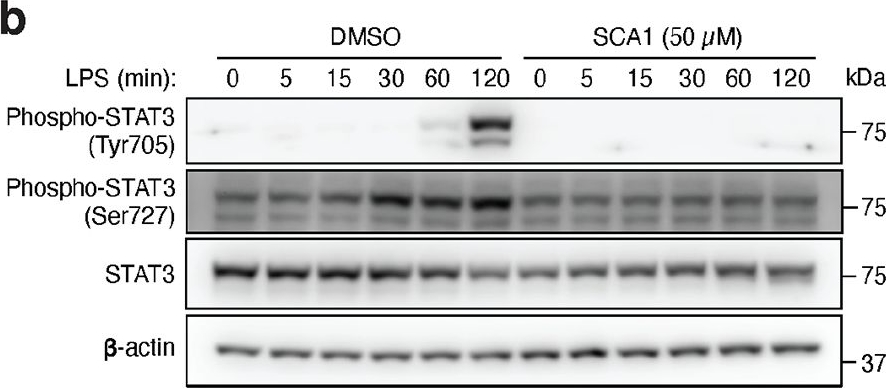 Fig.6.B showing Western Blotting in a Mus musculus (House mouse) sample from the publication: A druggable redox switch on SHP1 controls macrophage inflammation.