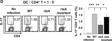 Fig.4.D showing Flow cytometry/Cell sorting from the publication: Vibrio vulnificus RtxA Is a Major Factor Driving Inflammatory T Helper Type 17 Cell Responses in vitro and in vivo.