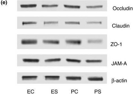 Fig.2.E showing Western Blotting in a Rattus norvegicus (Rat) sample from the publication: Yeast fermentate prebiotic improves intestinal barrier integrity during heat stress by modulation of the gut microbiota in rats.