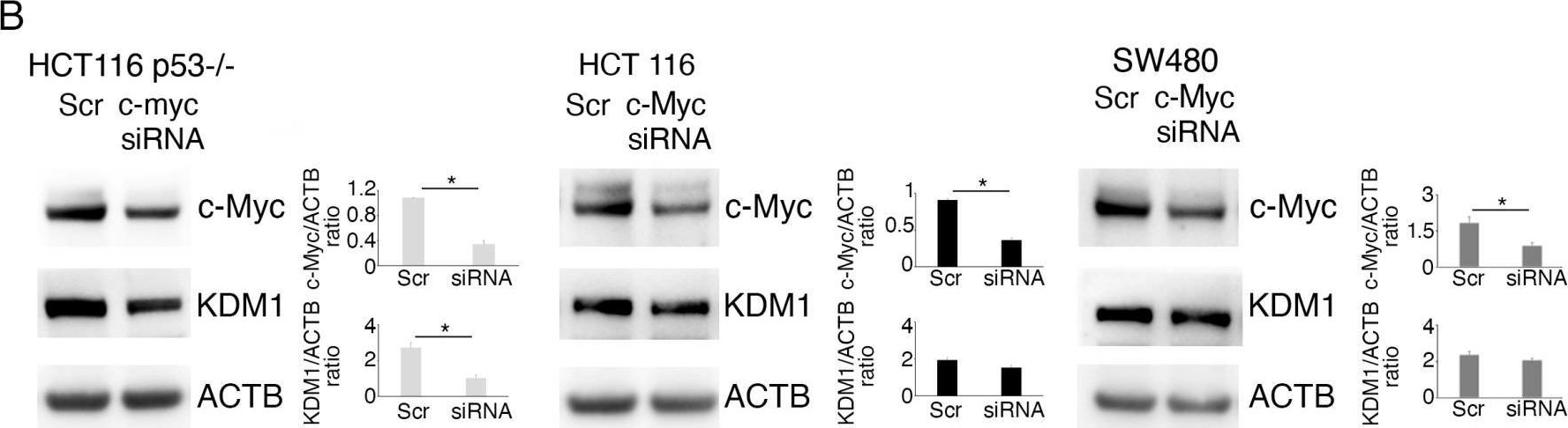 Fig.7.B showing Western Blotting in a Homo sapiens (Human) sample from the publication: Modulatory Effect of Curcumin on Expression of Methyltransferase/Demethylase in Colon Cancer Cells: Impact on wt p53, mutp53 and c-Myc.