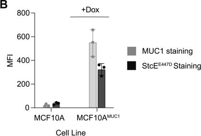 Fig.3.B showing Enzyme-linked immunosorbent assay from the publication: The protease cathepsin K can debulk the cancer glycocalyx.