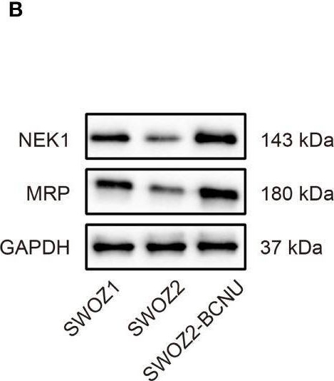 Fig.6.B showing Western Blotting from the publication: LINC00883 Promotes Drug Resistance of Glioma Through a microRNA-136/NEK1-Dependent Mechanism.