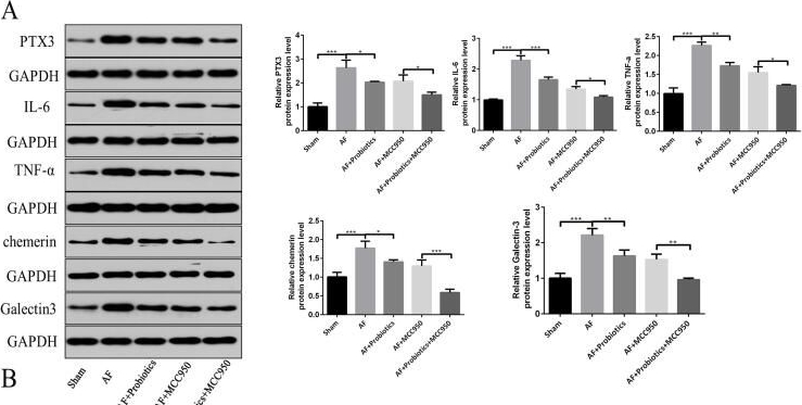 Fig.6.A showing Western Blotting in a Rattus norvegicus (Rat) sample from the publication: Probiotics Ameliorate Atrial Fibrillation-Associated Biomarkers and Inflammation in Rats via Modulation of the Gut Microbiota and NLRP3 Inflammasome Pathway.