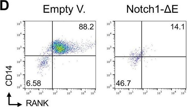 Fig.1.D showing Flow cytometry/Cell sorting in a Homo sapiens (Human) sample from the publication: The Notch1 signaling pathway directly modulates the human RANKL-induced osteoclastogenesis.