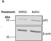 Fig.2.H showing Western Blotting in a Homo sapiens (Human) sample from the publication: Karyoptosis mediates cell death and neurodegeneration upon proteotoxic stress.