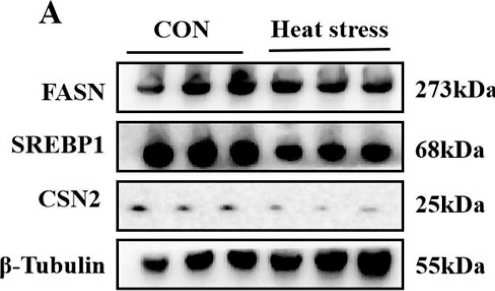 Fig.3.A showing Western Blotting from the publication: UFBP1 Ameliorates Heat Stress-Induced Apoptosis via Mitochondria-Mediated Pathway in Bovine Mammary Epithelial Cells.