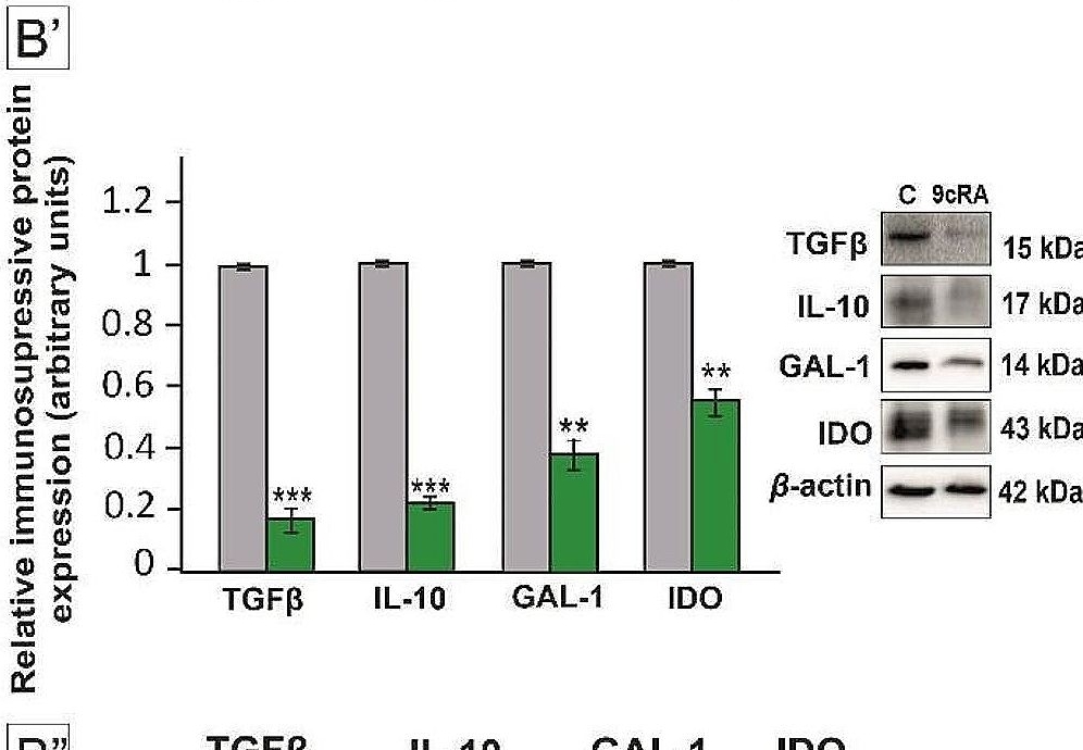 Fig.1.B showing Western Blotting in a Mus musculus (House mouse) sample from the publication: 9-cis-retinoic acid signaling in Sertoli cells regulates their immunomodulatory function to control lymphocyte physiology and Treg differentiation.