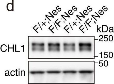 Fig.5.D showing Western Blotting in a Mus musculus (House mouse) sample from the publication: RAB35 is required for murine hippocampal development and functions by regulating neuronal cell distribution.