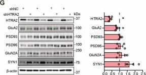 ビビ InVivoMAb anti-mouse/human/rat CD47 (IAP) | Bio X Cell