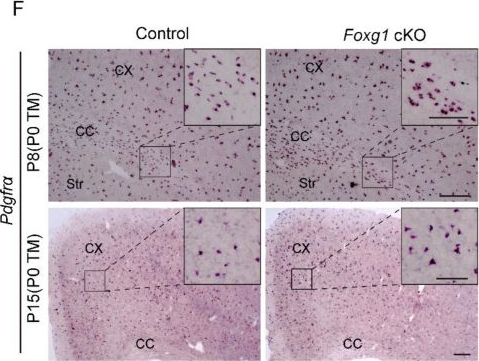 Fig.7.F showing Immunohistochemistry in a Mus musculus (House mouse) sample from the publication: Conditional Deletion of Foxg1 Delayed Myelination during Early Postnatal Brain Development.