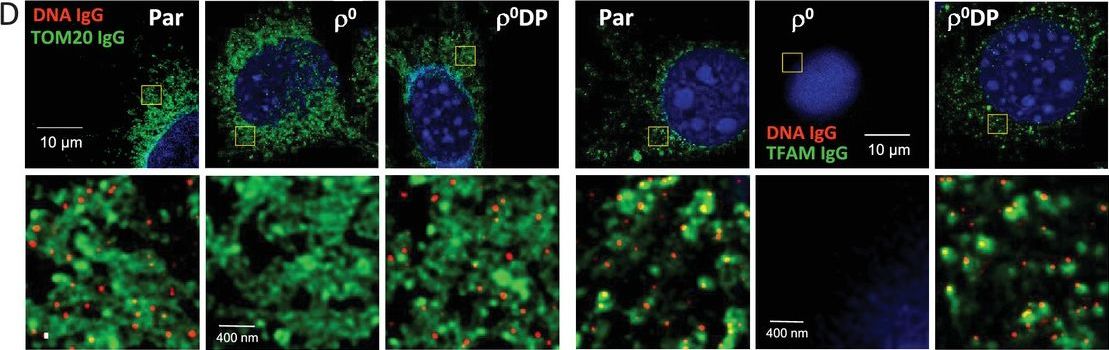 Horizontal transfer of whole mitochondria restores tumorigenic potential in mitochondrial DNA-deficient cancer cells.