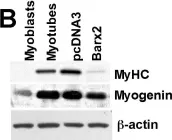Fig.1.B showing Western Blotting from the publication: The homeobox transcription factor Barx2 regulates plasticity of young primary myofibers.
