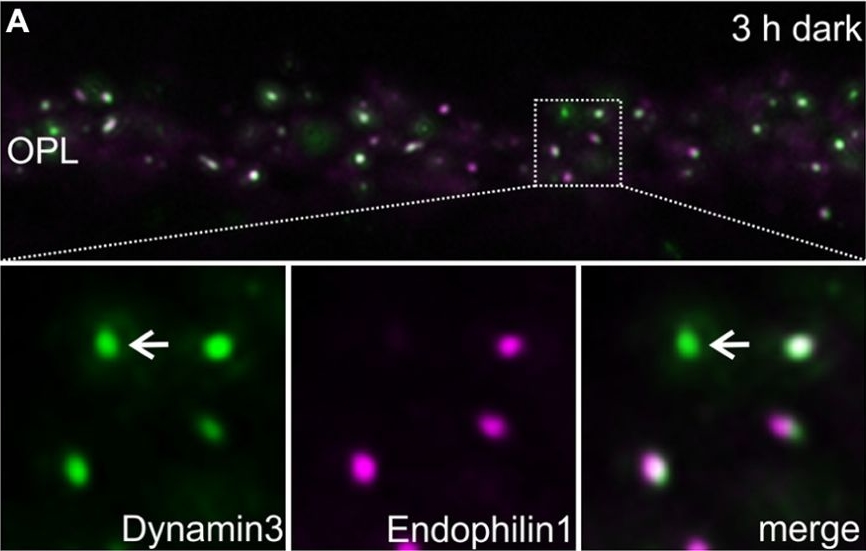Fig.5.A showing Immunocytochemistry-immunofluorescence in a Mus musculus (House mouse) sample from the publication: Evidence for a Clathrin-independent mode of endocytosis at a continuously active sensory synapse.