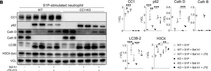 Fig.8.B showing Western Blotting from the publication: Neutrophil CEACAM1 determines susceptibility to NETosis by regulating the S1PR2/S1PR3 axis in liver transplantation.