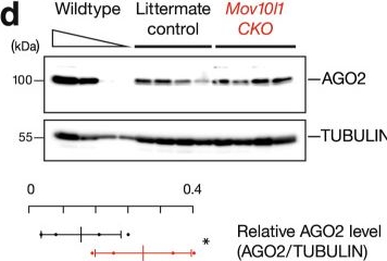Fig.5.D showing Western Blotting in a Mus musculus (House mouse) sample from the publication: Coupled protein synthesis and ribosome-guided piRNA processing on mRNAs.