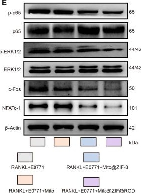 Fig.6.E showing Western Blotting in a Mus musculus (House mouse) sample from the publication: In Situ Biomineralization Enhances Mitochondrial Transplantation to Differentiating Osteoclast Precursors for Suppressing Cancer-Induced Osteolysis.
