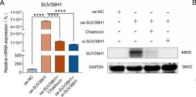 SUV39H1 (D11B6) Rabbit Monoclonal Antibody | Cell Signaling Technology