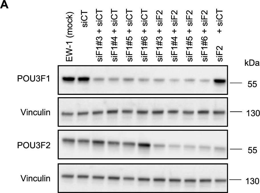 Fig.4.A showing Western Blotting from the publication: The hegemonic EWSR1::ETS oncoprotein overrules core regulatory circuitry principles in Ewing sarcoma.