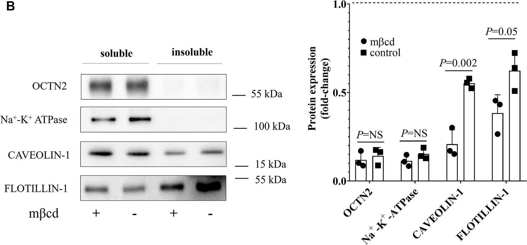 Fig.2.B showing Western Blotting from the publication: Cholesterol stimulates the cellular uptake of L-carnitine by the carnitine/organic cation transporter novel 2 (OCTN2).