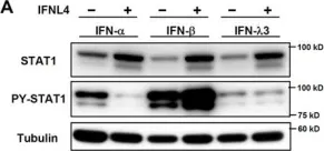 Fig.4.A showing Western Blotting in a Homo sapiens (Human) sample from the publication: IFN-λ4 potently blocks IFN-α signalling by ISG15 and USP18 in hepatitis C virus infection.