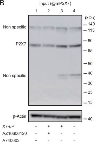 Fig.5.B showing Western Blotting from the publication: Affinity-guided labeling reveals P2X7 nanoscale membrane redistribution during BV2 microglial activation.