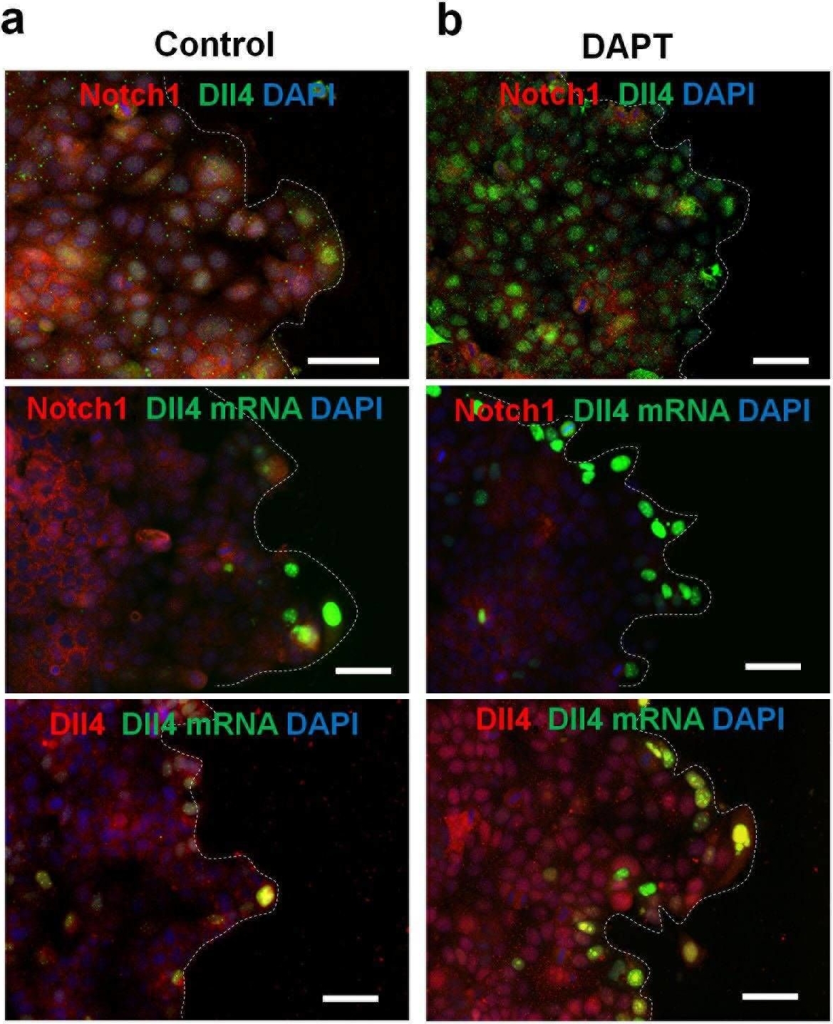 Fig.3.A showing Immunocytochemistry-immunofluorescence from the publication: Notch1-Dll4 signalling and mechanical force regulate leader cell formation during collective cell migration.
