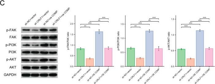Fig.7.C showing Western Blotting from the publication: CRLF1 Drives Prostate Cancer Progression via COMP-Mediated Activation of the FAK/PI3K/AKT Signaling Pathway.