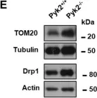 Fig.5.E showing Western Blotting from the publication: Pyk2 Regulates MAMs and Mitochondrial Dynamics in Hippocampal Neurons.