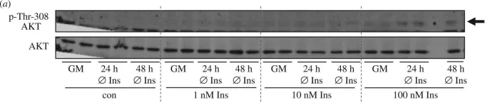 Fig.3.A showing Western Blotting from the publication: Suitability of hepatocyte cell lines HepG2, AML12 and THLE-2 for investigation of insulin signalling and hepatokine gene expression.
