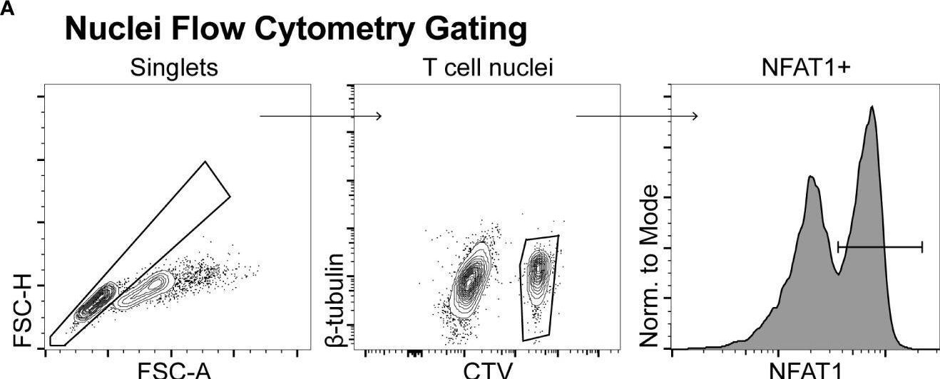Fig.4.A showing Flow cytometry/Cell sorting from the publication: Ena/VASP Protein-Mediated Actin Polymerization Contributes to Naïve CD8+ T Cell Activation and Expansion by Promoting T Cell-APC Interactions In Vivo.