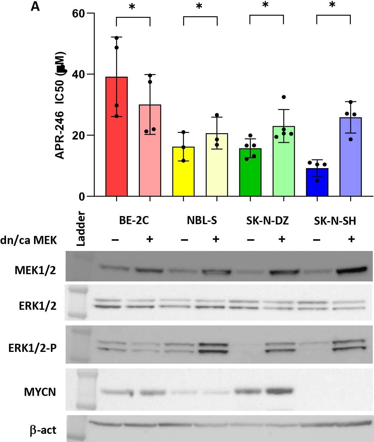 Fig.2.A showing Western Blotting in a Homo sapiens (Human) sample from the publication: Neuroblastoma response to RAS-MAPK inhibitors and APR-246 (eprenetapopt) co-treatment is dependent on SLC7A11.