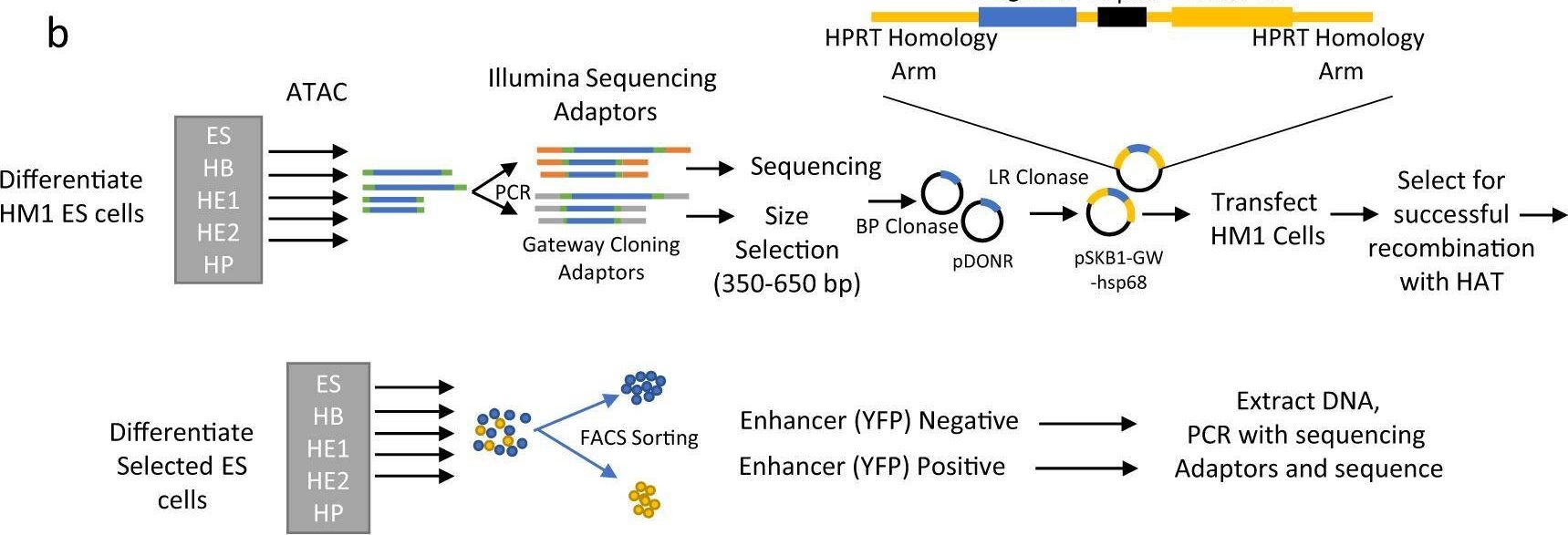 Fig.1.B from the publication: A genome-wide relay of signalling-responsive enhancers drives hematopoietic specification.