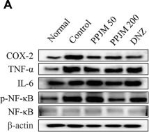 Fig.5.A showing Western Blotting in a Mus musculus (House mouse) sample from the publication: Protective Effects of a Propolis-Petasites japonicus Mixture on Scopolamine-Induced Memory Impairment in Mice.