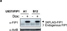 Fig.9.A showing Western Blotting in a Homo sapiens (Human) sample from the publication: Elevated pre-mRNA 3' end processing activity in cancer cells renders vulnerability to inhibition of cleavage and polyadenylation.