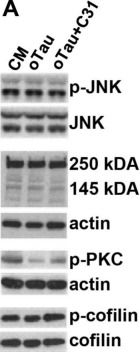 Fig.6.A showing Western Blotting in a Mus musculus (House mouse) sample from the publication: Small molecule modulation of the p75 neurotrophin receptor promotes dendritic spine resilience to pathogenic tau species and reduces their accumulation.