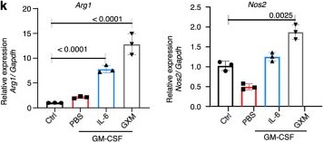 Fig.2.K showing Flow cytometry/Cell sorting in a Mus musculus (House mouse) sample from the publication: Inhibition of myeloid-derived suppressor cell arginase-1 production enhances T-cell-based immunotherapy against Cryptococcus neoformans infection.