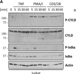 Fig.2.A showing Western Blotting in a Mus musculus (House mouse) sample from the publication: Importance of Validating Antibodies and Small Compound Inhibitors Using Genetic Knockout Studies-T Cell Receptor-Induced CYLD Phosphorylation by IKKε/TBK1 as a Case Study.
