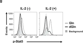 Fig.7.G showing Flow cytometry/Cell sorting from the publication: T cell-specific deletion of Pgam1 reveals a critical role for glycolysis in T cell responses.