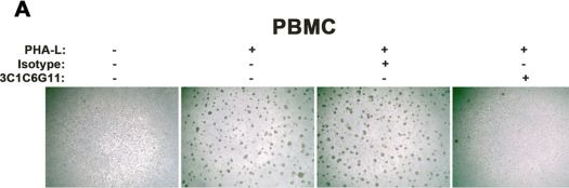 Fig.4.A from the publication: Preparation of a novel monoclonal antibody against active components of PHA-L from Phaseolus vulgaris and its functional characteristics.