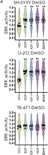 Fig.3.A from the publication: The Different Impact of ERK Inhibition on Neuroblastoma, Astrocytoma, and Rhabdomyosarcoma Cell Differentiation.