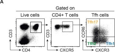 Fig.5.A showing Flow cytometry/Cell sorting from the publication: Infection or a third dose of mRNA vaccine elicits neutralizing antibody responses against SARS-CoV-2 in kidney transplant recipients.