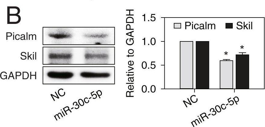 Fig.7.B showing Western Blotting from the publication: A novel system-level approach using RNA-sequencing data identifies miR-30-5p and miR-142a-5p as key regulators of apoptosis in myocardial infarction.
