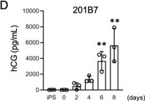 Fig.2.D showing Enzyme-linked immunosorbent assay from the publication: Three-dimensional human placenta-like bud synthesized from induced pluripotent stem cells.